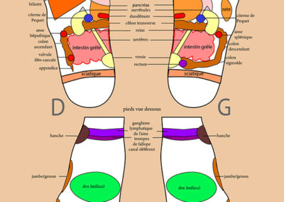 schéma de réflexologie plantaire