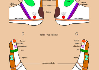 schéma de réflexologie plantaire