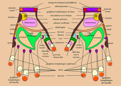 Schéma de réflexologie palmaire - dos