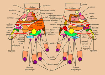 schéma de réflexologie palmaire